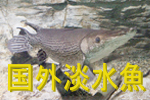 国外淡水魚